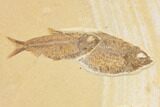Wide, Fossil Fish Plate Featuring Baby Stingray - Wyoming #172199-5